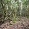 Rain Forest in Mount Field National Park – Tasmania